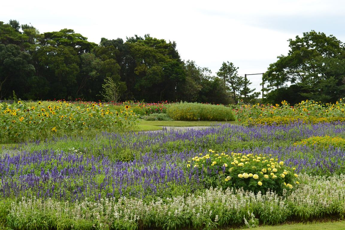 三陽ミュージアム 見頃の花 7月23日 千葉市花の美術館公式ブログ 三陽ミュージアム 見頃の花 7月23日 千葉市花の美術館公式ブログ