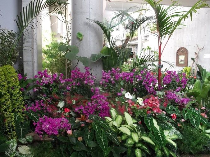 三陽ミュージアム 見頃の花 ８月１２日 千葉市花の美術館公式ブログ