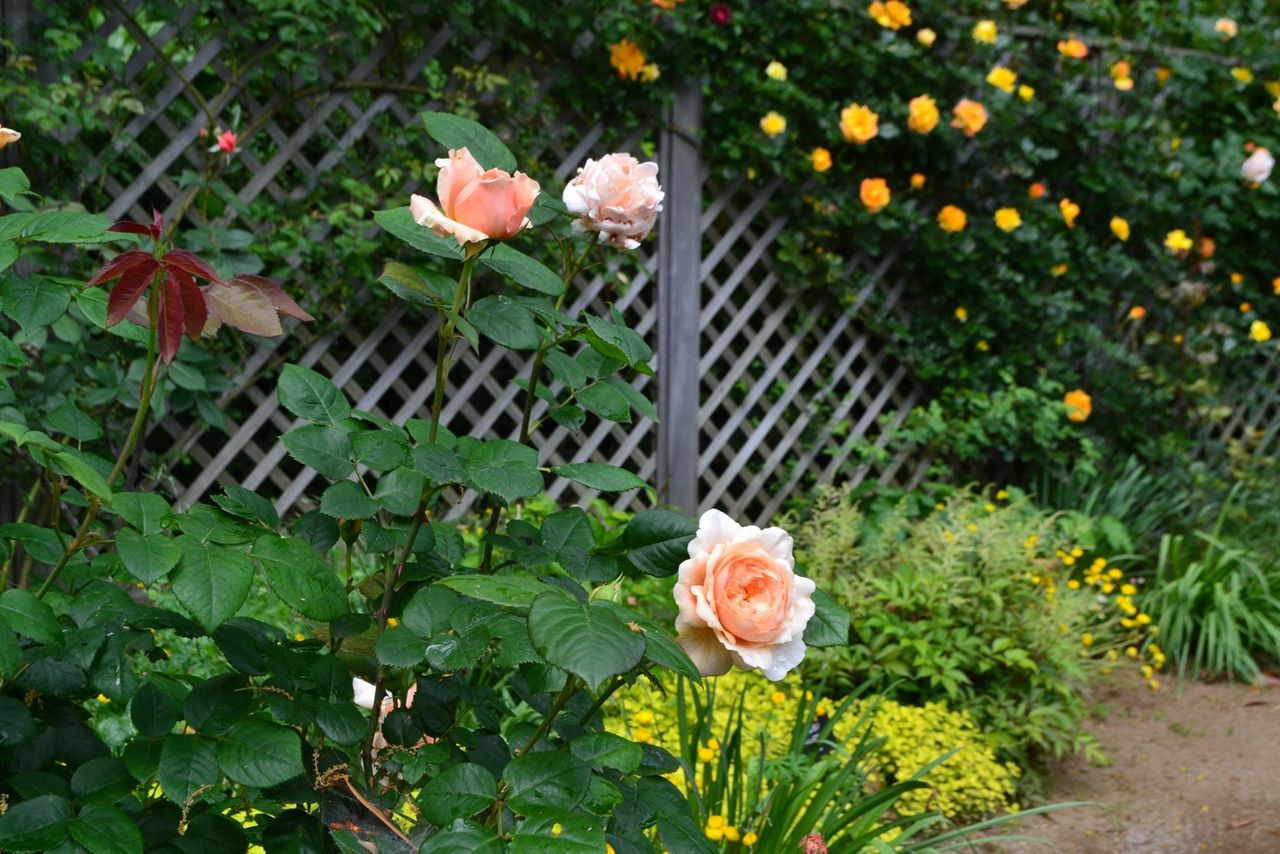 三陽ミュージアム 見頃の花 5月16日 千葉市花の美術館公式ブログ