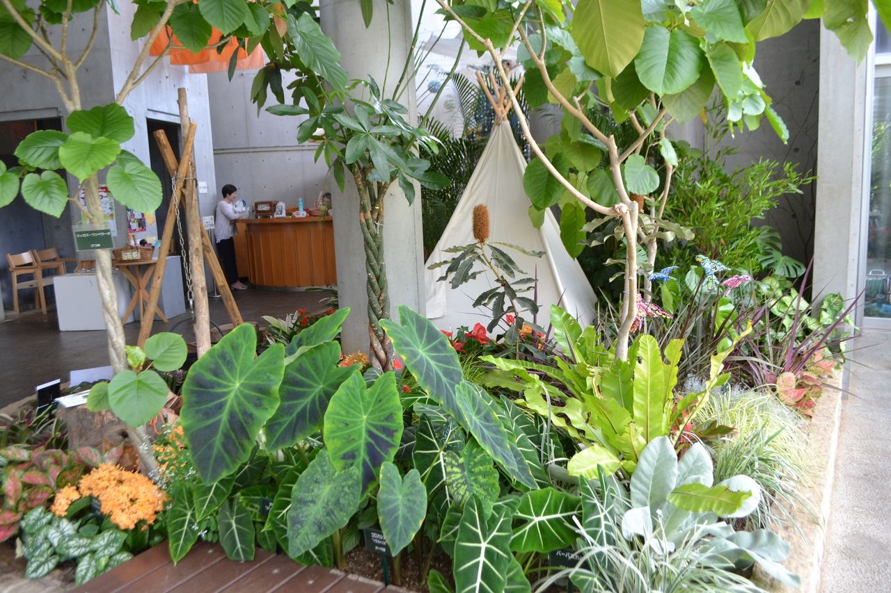 三陽ミュージアム 見頃の花 縮小版 8月24日 千葉市花の美術館公式ブログ 三陽ミュージアム 見頃の花 縮小版 8月24日 千葉市花の美術館公式ブログ