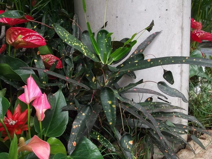 三陽ミュージアム 見頃の花 8月12日 千葉市花の美術館公式ブログ 三陽ミュージアム 見頃の花 8月12日 千葉市花の美術館公式ブログ