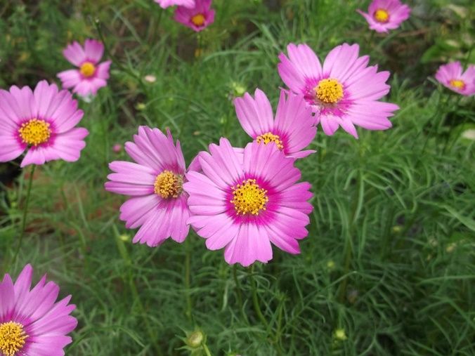 美しい花の画像 ラブリーコスモスに似た花 ピンク