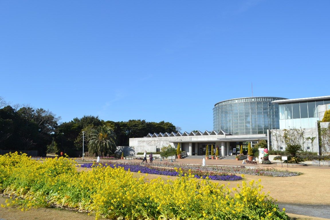三陽ミュージアム 見頃の花 2月3日 千葉市花の美術館公式ブログ 三陽ミュージアム 見頃の花 2月3日 千葉市花の美術館公式ブログ