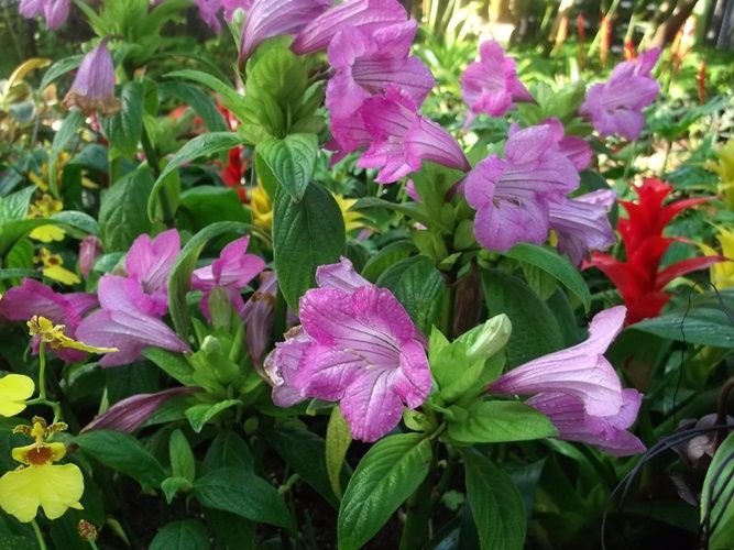 花の美術館 見頃の花 １月１５日 千葉市花の美術館公式ブログ