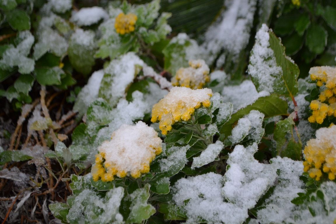 三陽ミュージアム 見頃の花 特別編 雪の日 11月24日 千葉市花の美術館公式ブログ 三陽ミュージアム 見頃の花 特別編 雪の日 11月24日 千葉市花の美術館公式ブログ