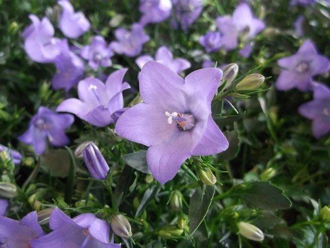 花の美術館 見頃の花 1月8日 千葉市花の美術館公式ブログ 花の美術館 見頃の花 1月8日 千葉市花の美術館公式ブログ