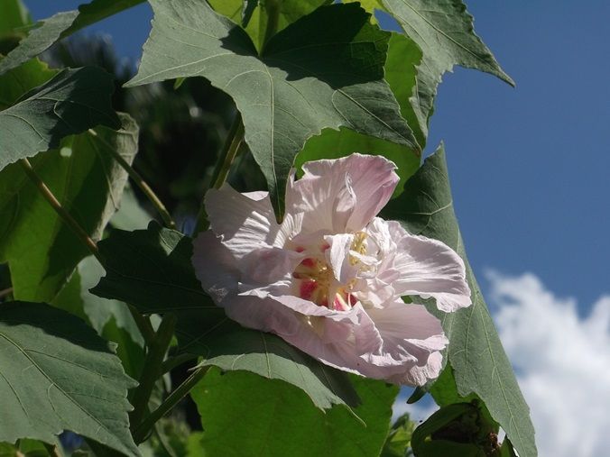 三陽ミュージアム 見頃の花 9月3日 千葉市花の美術館公式ブログ 三陽ミュージアム 見頃の花 9月3日 千葉市花の美術館公式ブログ