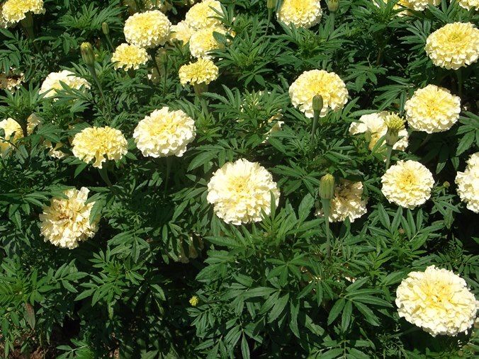 三陽ミュージアム 見頃の花 ８月１９日 千葉市花の美術館公式ブログ