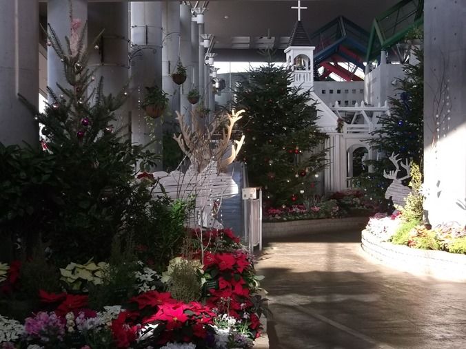 三陽ミュージアム 見頃の花 １1月２９日 千葉市花の美術館公式ブログ