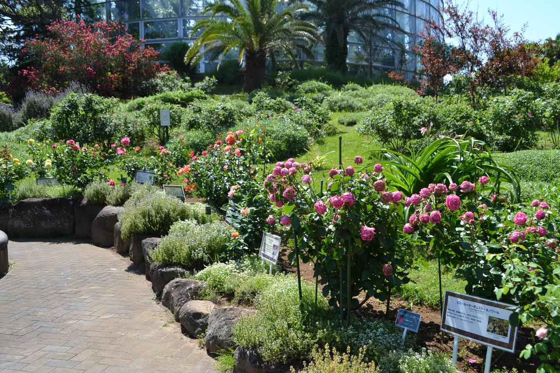 ローズガーデン バラの開花状況 見頃の花 ６月２日 千葉市花の美術館公式ブログ