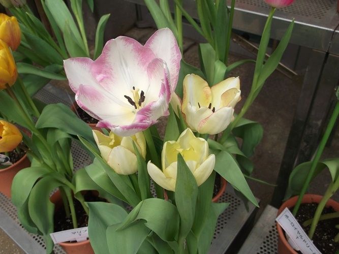 三陽ミュージアム 見頃の花 ４月９日 千葉市花の美術館公式ブログ