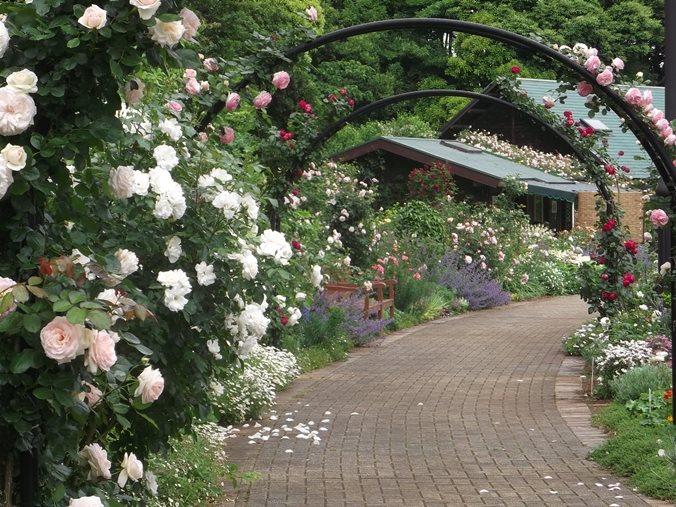 三陽ミュージアム 見ごろの花 バラ開花状況 5月25日 千葉市花の美術館公式ブログ 三陽ミュージアム 見ごろの花 バラ開花状況 5月25日 千葉市花の美術館公式ブログ
