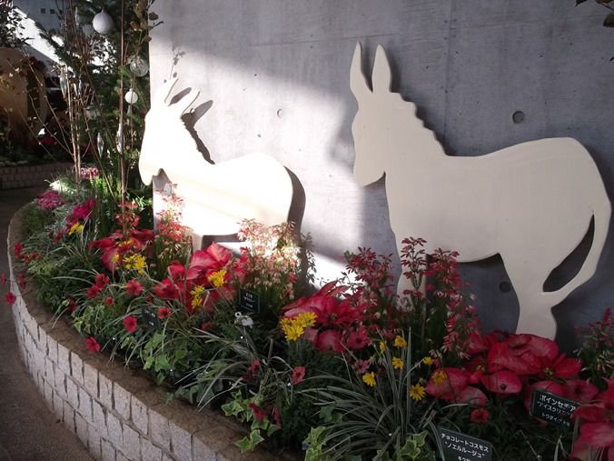 三陽ミュージアム 見頃の花 １１月１１日 千葉市花の美術館公式ブログ