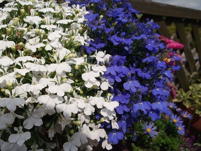 三陽ミュージアム 見頃の花 5月14日 千葉市花の美術館公式ブログ 三陽ミュージアム 見頃の花 5月14日 千葉市花の美術館公式ブログ