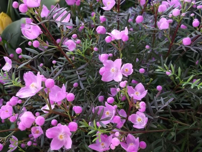 三陽ミュージアム 見頃の花 3月4日 千葉市花の美術館公式ブログ 三陽ミュージアム 見頃の花 3月4日 千葉市花の美術館公式ブログ