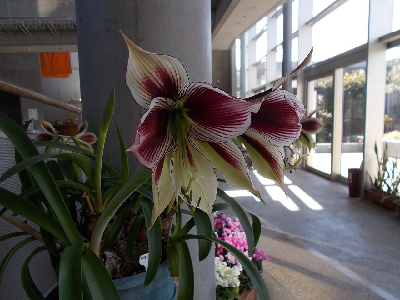 三陽ミュージアム 見頃の花 ２月14日 千葉市花の美術館公式ブログ