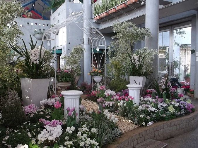 三陽ミュージアム 見頃の花 １月１３日 千葉市花の美術館公式ブログ