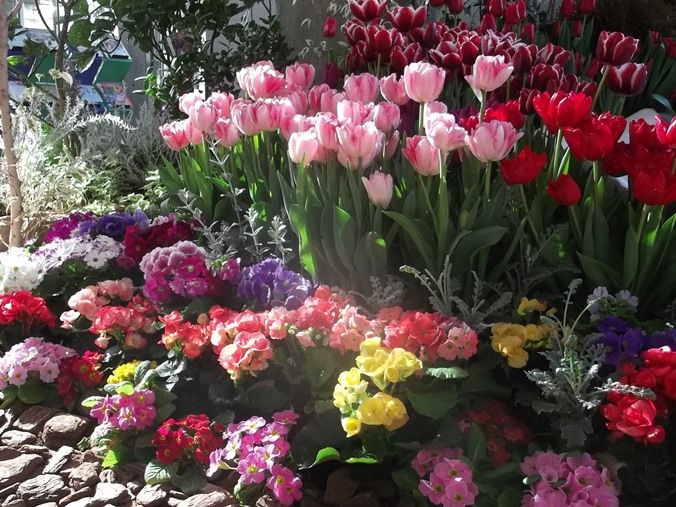 三陽ミュージアム 見頃の花 2月8日 千葉市花の美術館公式ブログ 三陽ミュージアム 見頃の花 2月8日 千葉市花の美術館公式ブログ