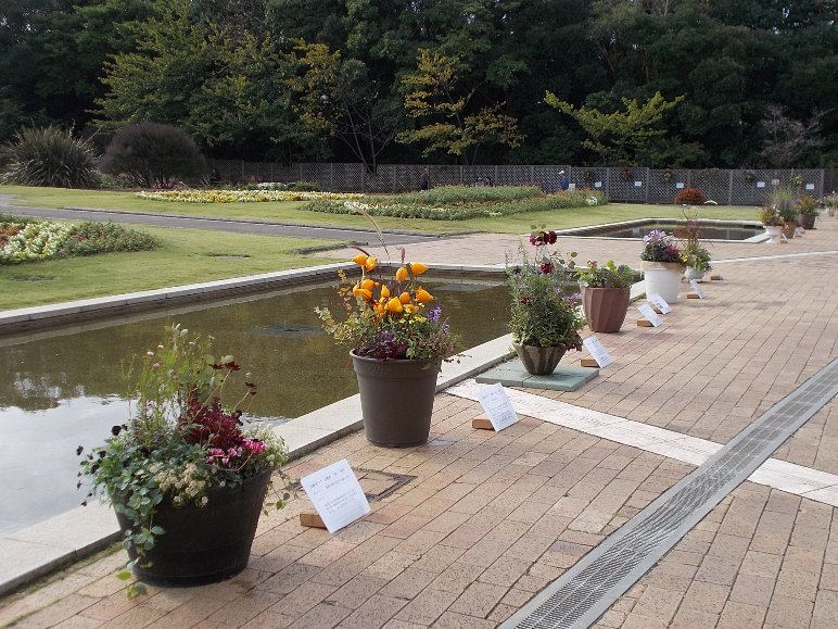 三陽ミュージアム 見頃の花 １０月１９日 千葉市花の美術館公式ブログ