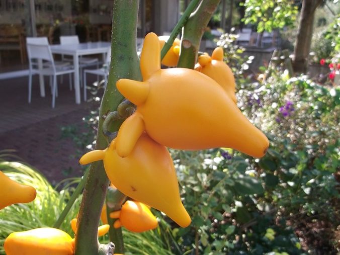 三陽ミュージアム 見頃の花 １1月1日 千葉市花の美術館公式ブログ