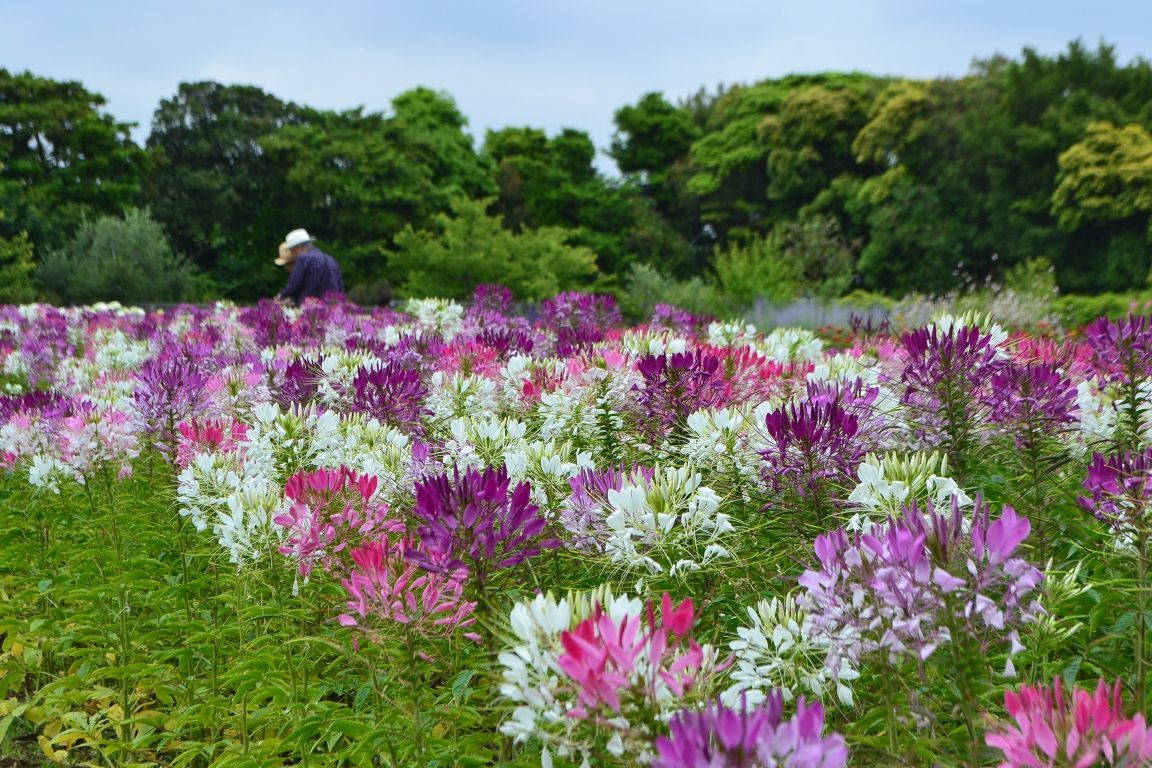 三陽ミュージアム クレオメが見ごろです 見頃の花特別編 ６月１４日 千葉市花の美術館公式ブログ