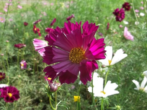 見頃の花 千葉市花の美術館公式ブログ