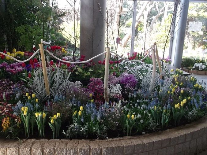三陽ミュージアム 見頃の花 3月4日 千葉市花の美術館公式ブログ 三陽ミュージアム 見頃の花 3月4日 千葉市花の美術館公式ブログ
