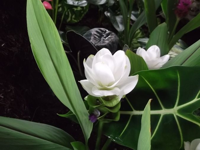 三陽ミュージアム 見頃の花 ６月１１日 千葉市花の美術館公式ブログ