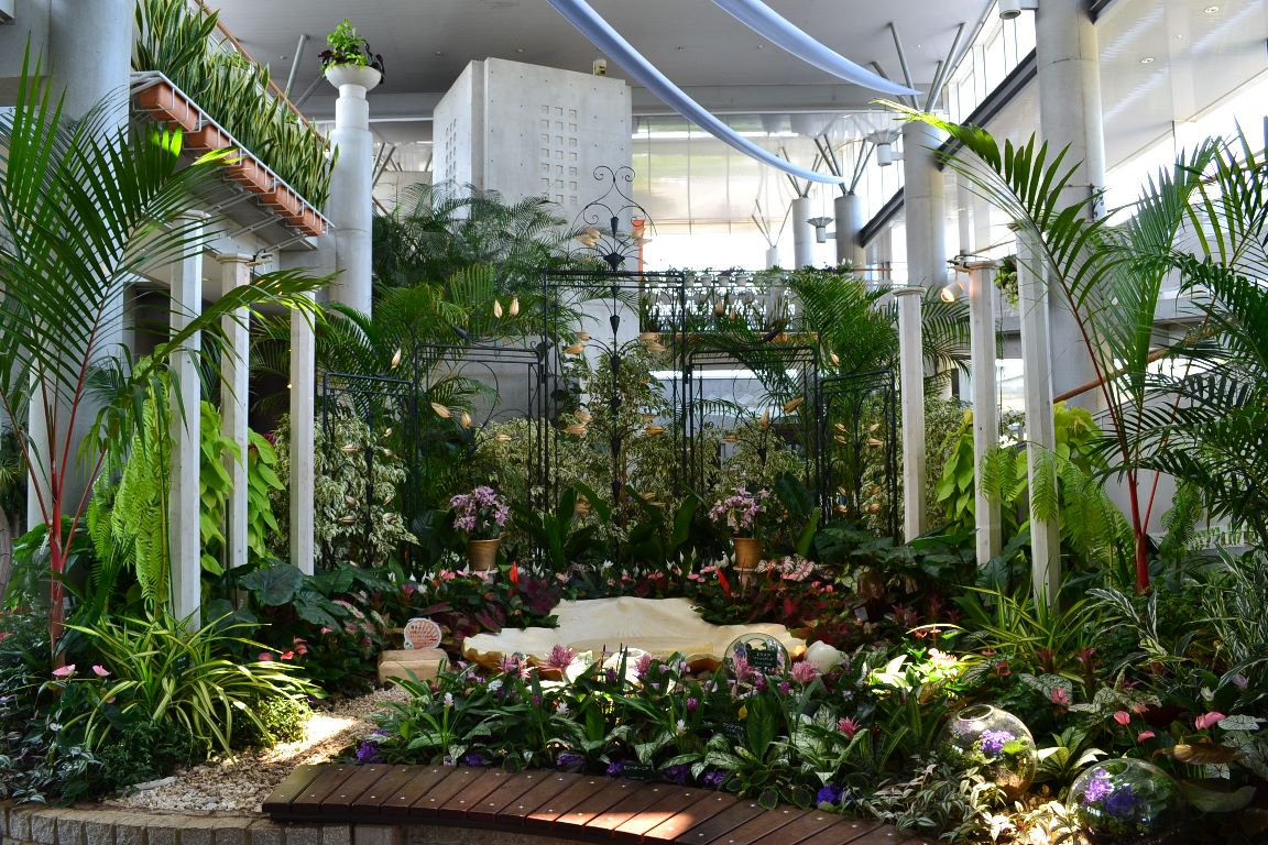 ヒマワリが見ごろです 7月10日 千葉市花の美術館公式ブログ ヒマワリが見ごろです 7月10日 千葉市花の美術館公式ブログ