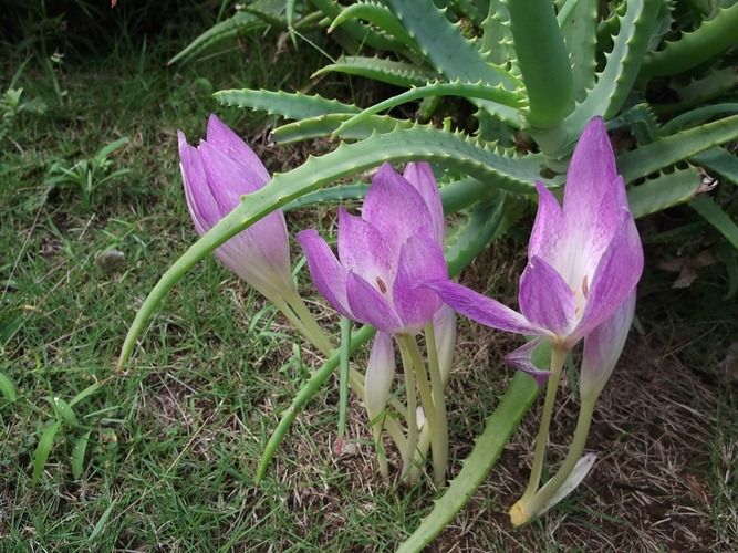 驚くばかり秋の花 ピンク すべての美しい花の画像