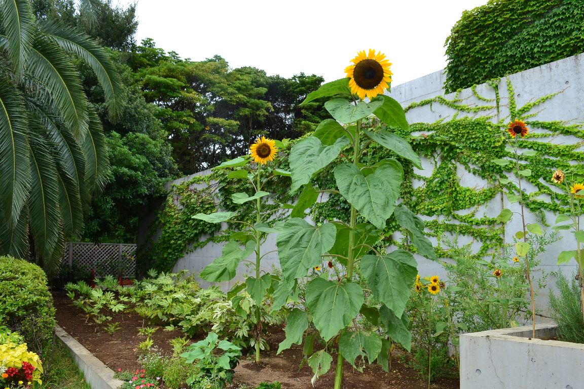 三陽ミュージアム 見頃の花 ７月２３日 千葉市花の美術館公式ブログ