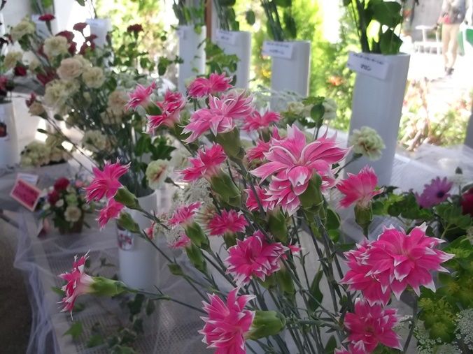 館内でカーネーションの展示が始まりました ５月２日 千葉市花の美術館公式ブログ