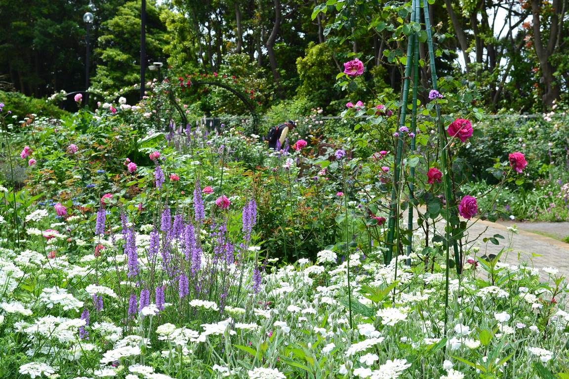 ローズガーデン バラの開花状況 ５月２３日 千葉市花の美術館公式ブログ