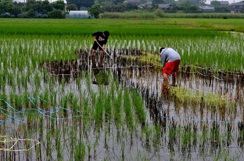 田んぼアートの草取り アパッチのblog 田んぼアートの草取り アパッチのblog