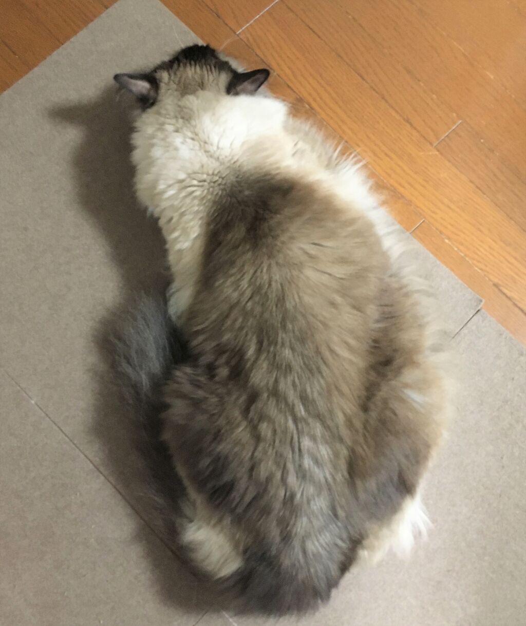 へんてこな姿勢で寝てる はなまる 稲妻ライト へんてこな姿勢で寝てる はなまる 稲妻ライト