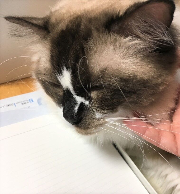 さわるな と噛む はなまる 稲妻ライト