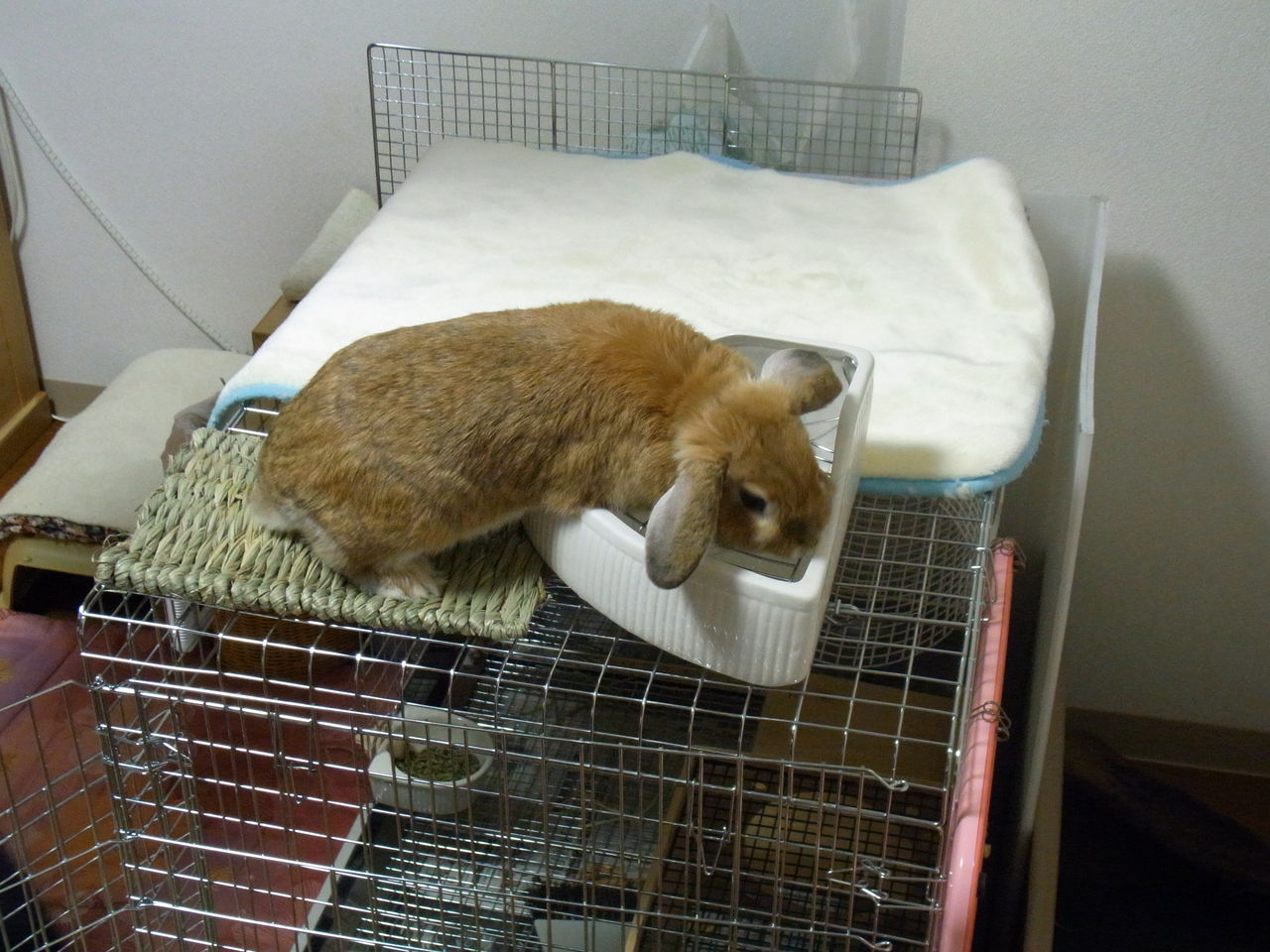 ケージの上に 跳び乗る はな はなはなの物語