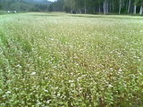78517fcf.jpg