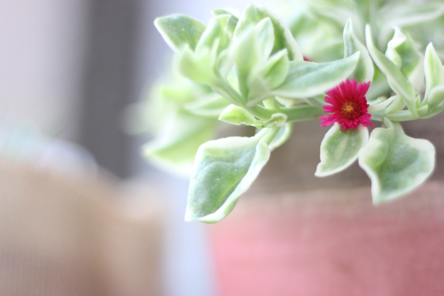 観葉植物入荷しました 花屋のhanashi Hanadocoro Enn 観葉植物入荷しました 花屋のhanashi Hanadocoro Enn