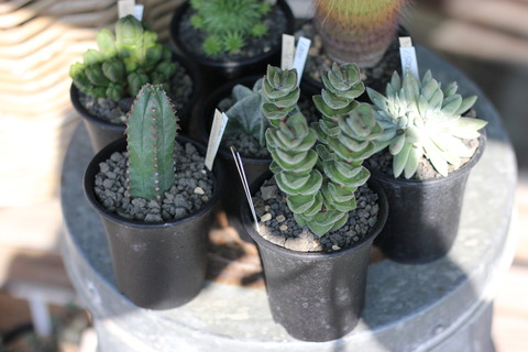 多肉植物にサボテン 花屋のｈａｎａｓｈｉ Hanadocoro Enn