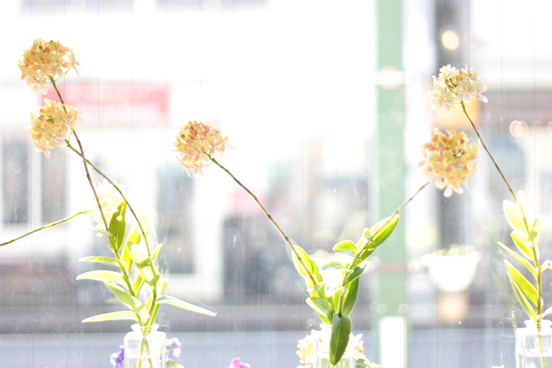 エピデンドラム 花屋のｈａｎａｓｈｉ Hanadocoro Enn