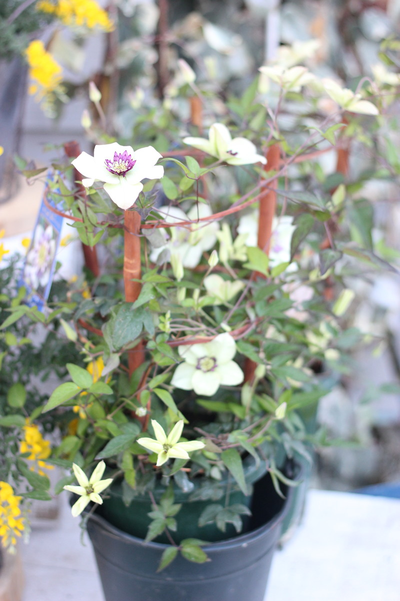 クレマチス ビエネッタ 花屋のhanashi Hanadocoro Enn クレマチス ビエネッタ 花屋のhanashi Hanadocoro Enn