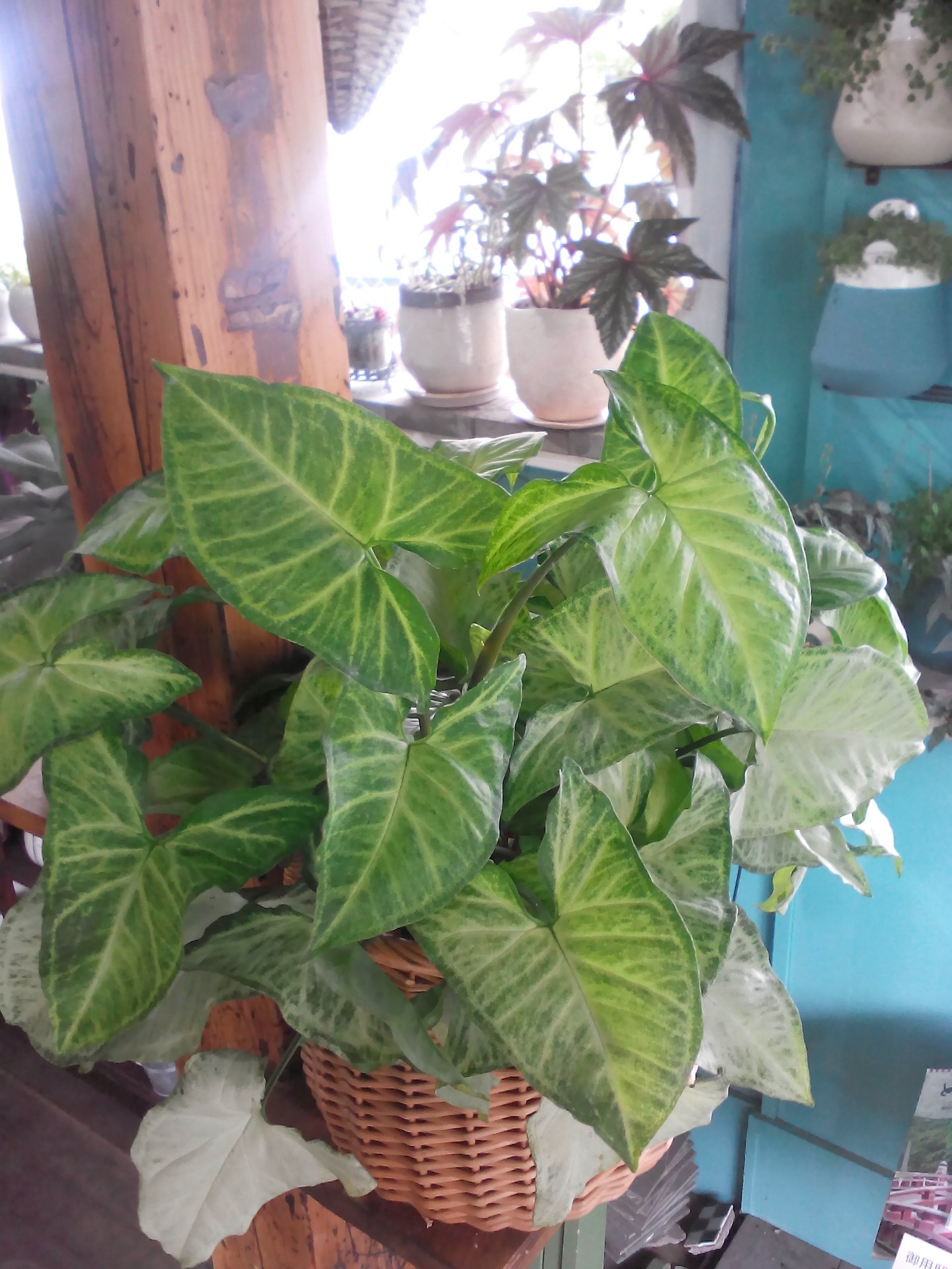 涼しげな観葉植物入荷しました 花屋のｈａｎａｓｈｉ Hanadocoro Enn