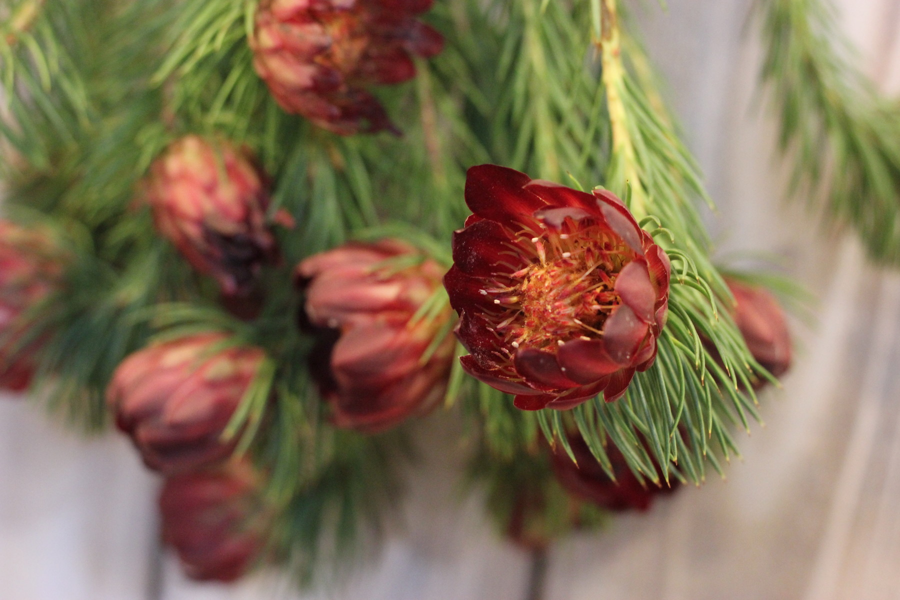 花火のような形のお花 花屋のｈａｎａｓｈｉ Hanadocoro Enn
