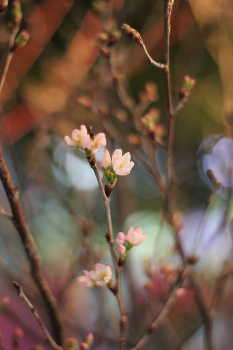 ** 東海桜 **