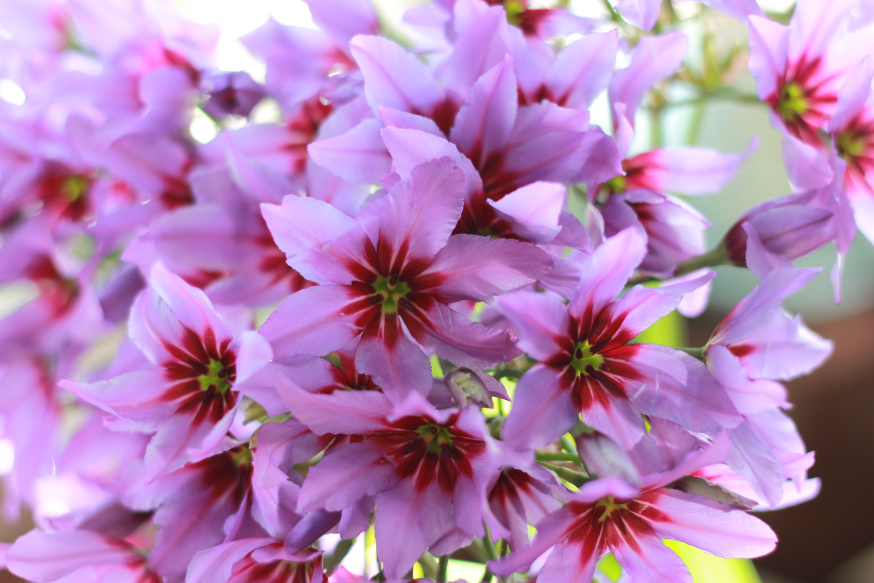 甘い香りのリューココリーネ 花屋のｈａｎａｓｈｉ Hanadocoro Enn