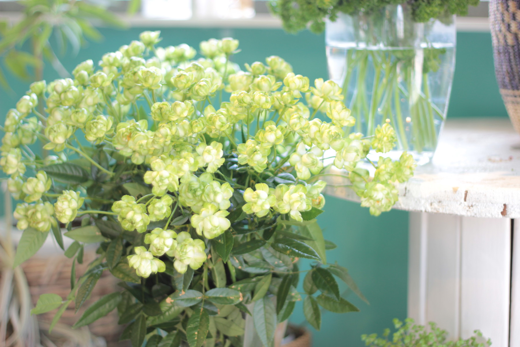 バラのエクレール入荷しました 花屋のｈａｎａｓｈｉ Hanadocoro Enn