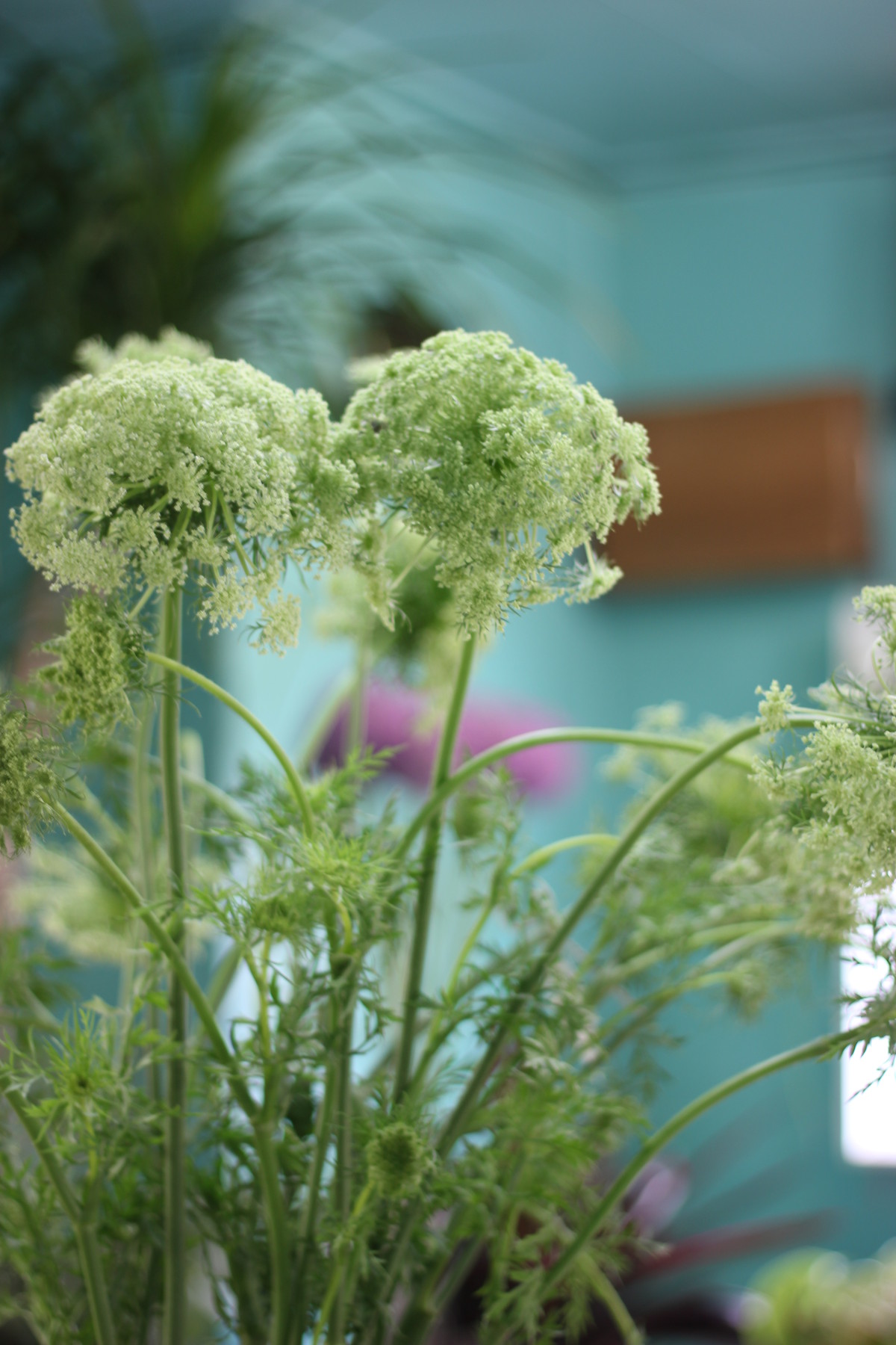 ニンジンの花 キャロットフラワー 花屋のｈａｎａｓｈｉ Hanadocoro Enn