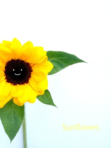 Sunflower��Ф���