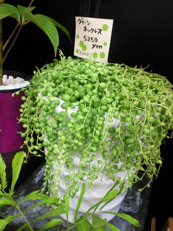 Green��Necklace��